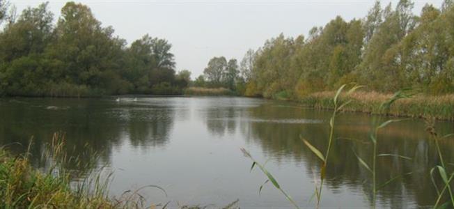 Geitenwaard